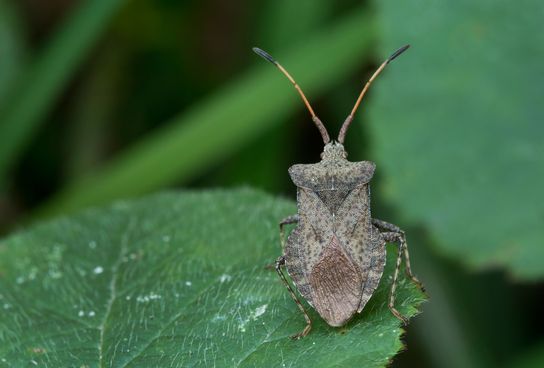 Lederwanze,  Große Randwanze,  Saumwanze     Coreus marginatus     ( Sachsen-Anhalt August 2023 )