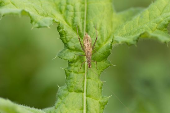 Weinhähnchen       Oecanthus pellucens       ( Sachsen - Anhalt  September  2023 )