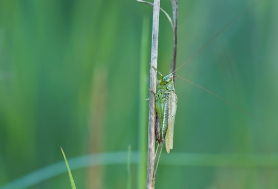 Langflügelige Schwertschrecke       Conocephalus fuscus       weiblich        ( Sachsen - Anhalt September 2023 )