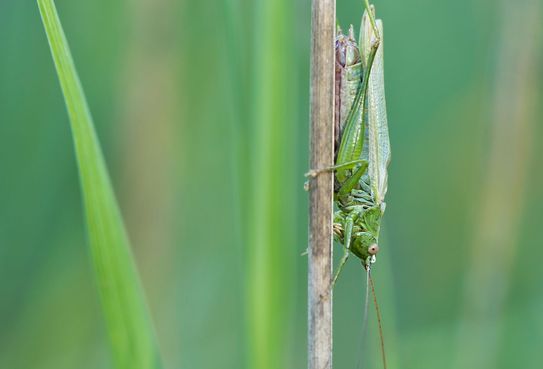 Langflügelige Schwertschrecke       Conocephalus fuscus      weiblich          ( Sachsen - Anhalt September 2023 )