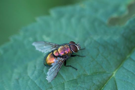 vermutlich Krötengoldfliege         Lucilia bufonivora          ( Sachsen - Anhalt September 2023 ) 