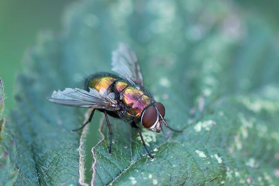 vermutlich Krötengoldfliege         Lucilia bufonivora          ( Sachsen - Anhalt September 2023 ) 