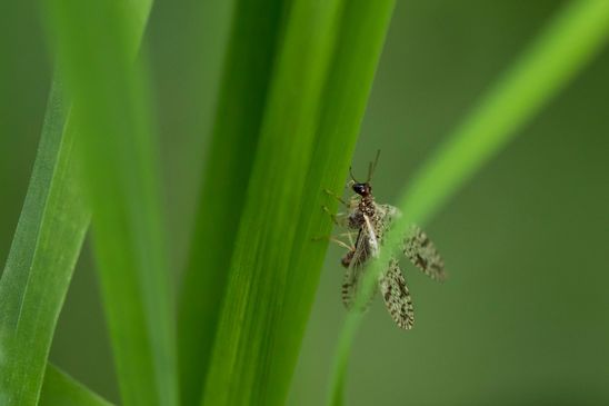  Gefleckter Taghaft        Micromus variegatus        ( Sachsen - Anhalt September 2023 )