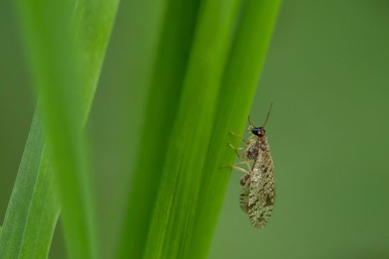  Gefleckter Taghaft        Micromus variegatus        ( Sachsen - Anhalt September 2023 )