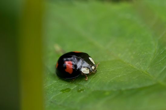 Asiatischer Marienkäfer       eine von vielen Farbvarianten       Harmonia axyridis         ( Sachsen-Anhalt September 2023 )