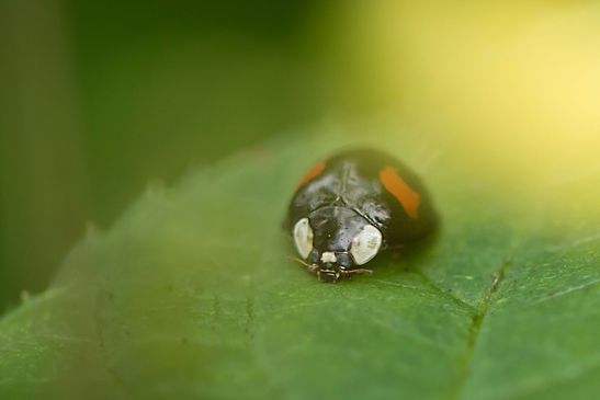 Asiatischer Marienkäfer       eine von vielen Farbvarianten       Harmonia axyridis         ( Sachsen-Anhalt September 2023 )