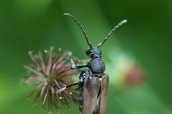 Haarschildiger Halsbock        Stictoleptura scutellata            ( Baden - Württemberg Juni 2024 )