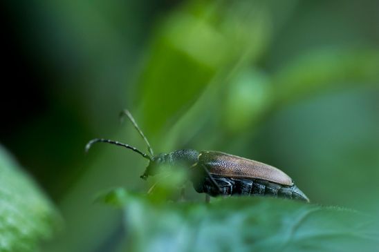 Haarschildiger Halsbock        Stictoleptura scutellata            ( Baden - Württemberg Juni 2024 )