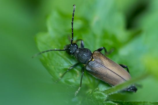 Haarschildiger Halsbock        Stictoleptura scutellata            ( Baden - Württemberg Juni 2024 )