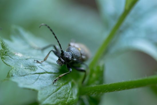 Haarschildiger Halsbock        Stictoleptura scutellata            ( Baden - Württemberg Juni 2024 )