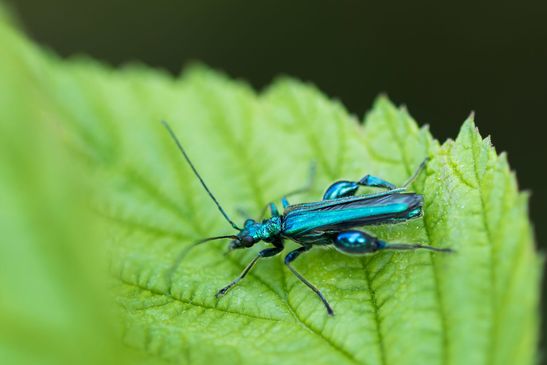 Grüner Scheinbockkäfer         Oedemera nobilis         ( Baden Württemberg Juni 2024 )