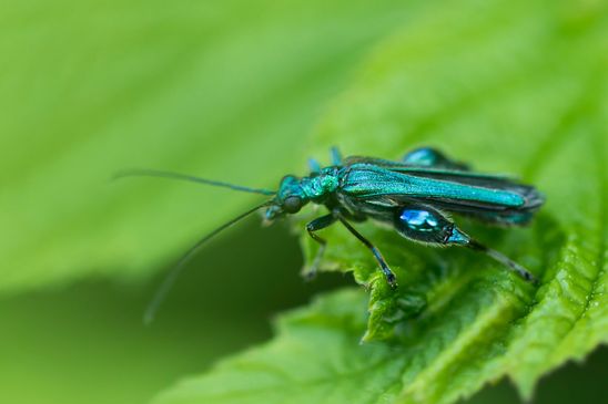 Grüner Scheinbockkäfer         Oedemera nobilis         ( Baden Württemberg Juni 2024 )