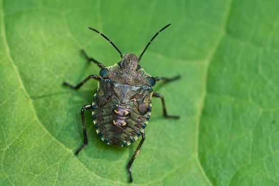 Rotbeinige Baumwanze        Pentatoma rufipes        ( Larve )          ( Baden - Württemberg Juni 2024 )