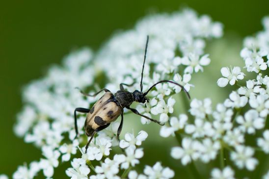 Gefleckter Blütenbock         Pachytodes cerambyciformis          ( Baden - Württemberg Juni 2024 )