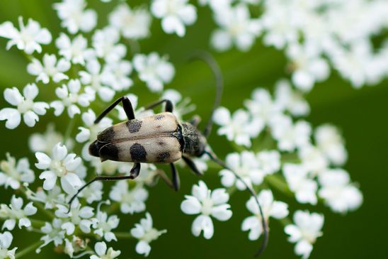 Gefleckter Blütenbock         Pachytodes cerambyciformis          ( Baden - Württemberg Juni 2024 )