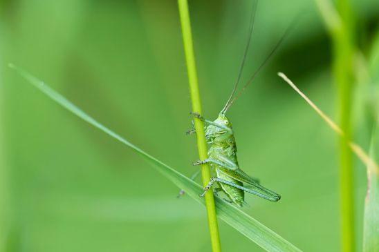 Grünes Heupferd         ( Larve  )     Tettigonia viridissima          ( Baden - Württemberg  Juni 2024 )