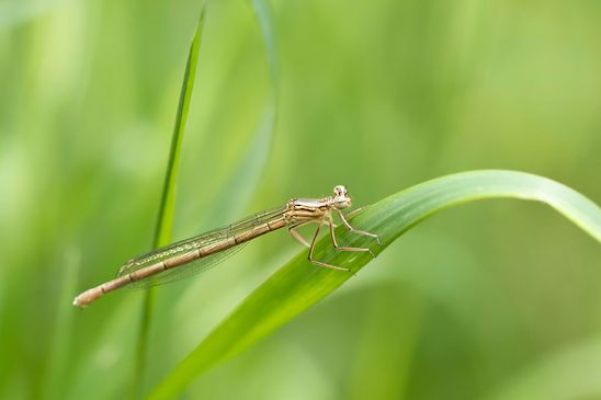  Blaue Federlibelle ????        Platycnemis pennipes        weiblich        ( Baden - Württemberg Juni 2024 )