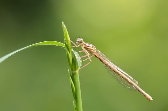  Blaue Federlibelle ????        Platycnemis pennipes        weiblich        ( Baden - Württemberg Juni 2024 )