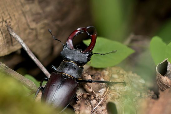 Hirschkäfer         männlich          Lucanus cervus          ( Baden - Württemberg Juni 2024 )