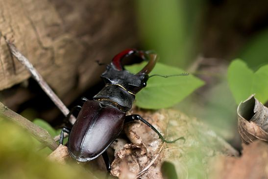 Hirschkäfer         männlich          Lucanus cervus          ( Baden - Württemberg Juni 2024 )