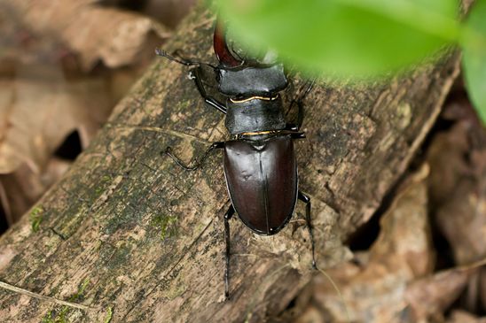 Hirschkäfer         männlich          Lucanus cervus          ( Baden - Württemberg Juni 2024 )