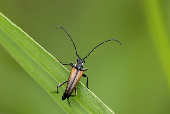 Kleiner Schmalbock        männlich        Stenurella melanura        ( Baden - Württemberg Juni 2024 )