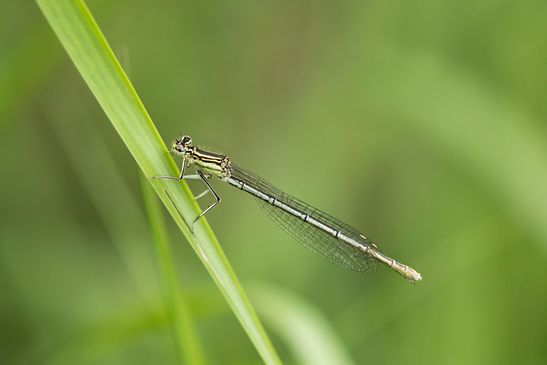  Blaue Federlibelle         Platycnemis pennipes        weiblich        ( Baden - Württemberg Juni 2024 )