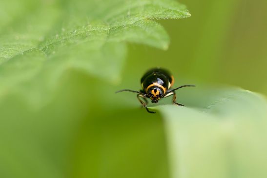 Johanniskraut - Fallkäfer        Cryptocephalus moraei        ( Baden - Württemberg Juni 2024 )