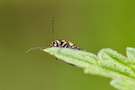 Johanniskraut - Fallkäfer        Cryptocephalus moraei        ( Baden - Württemberg Juni 2024 )