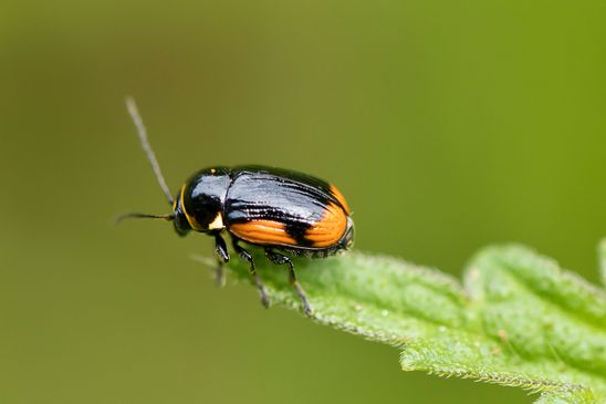 Johanniskraut - Fallkäfer        Cryptocephalus moraei        ( Baden - Württemberg Juni 2024 )