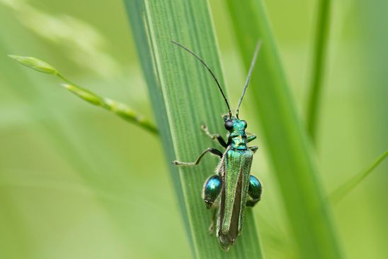 Grüner Scheinbockkäfer         Oedemera nobilis         ( Baden Württemberg Juni 2024 )