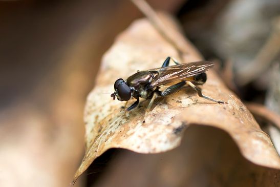 Gemeine Langbauchschwebfliege        Xylota segnis        ( Baden - Württemberg  Juni 2024 )