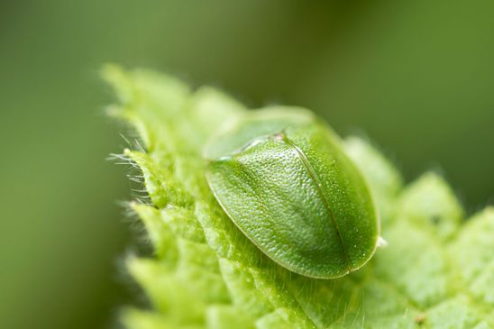  Grüner  Schildkäfer         Cassida viridis         ( Baden -  Württemberg  Juni 2024 )