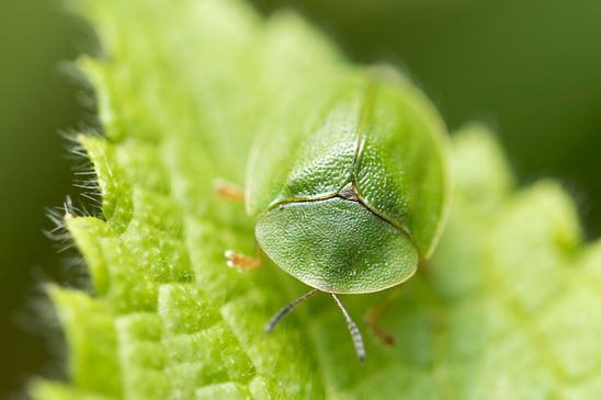  Grüner  Schildkäfer         Cassida viridis         ( Baden -  Württemberg  Juni 2024 )