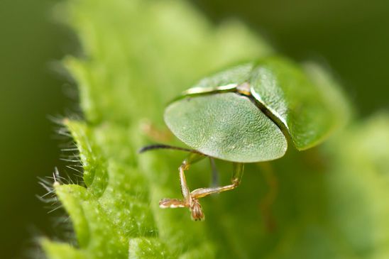  Grüner  Schildkäfer         Cassida viridis         ( Baden -  Württemberg  Juni 2024 )