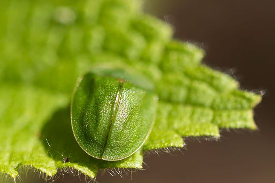  Grüner  Schildkäfer         Cassida viridis         ( Baden -  Württemberg  Juni 2024 )