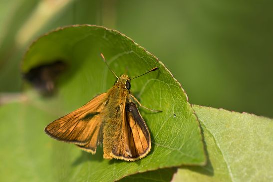  Rostfarbiger Dickkopffalter       Ochlodes sylvanus          ( Baden - Württemberg Juni 2024 )