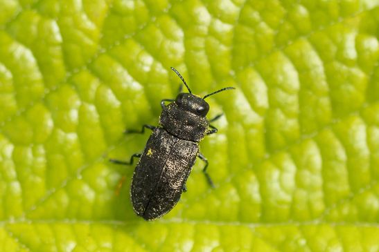 Vierpunktiger Kiefernprachtkäfer        Anthaxia quadripunctata          ( Baden -  Württemberg  Juni 2024 )