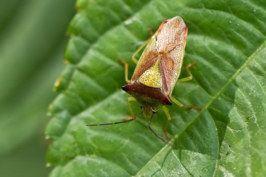 Wipfel-Stachelwanze        Acanthosoma haemorrhoidale          ( Naturparadies Grünhaus   Brandenburg August 2024 )