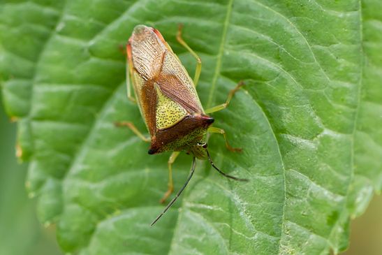 Wipfel-Stachelwanze        Acanthosoma haemorrhoidale          ( Naturparadies Grünhaus   Brandenburg August 2024 ) 