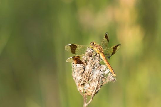 Gebänderte Heidelibelle         Sympetrum pedemontanum        ( Naturparadies Grünhaus   Brandenburg August 2024 )  