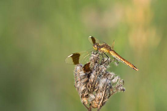 Gebänderte Heidelibelle         Sympetrum pedemontanum        ( Naturparadies Grünhaus   Brandenburg August 2024 )