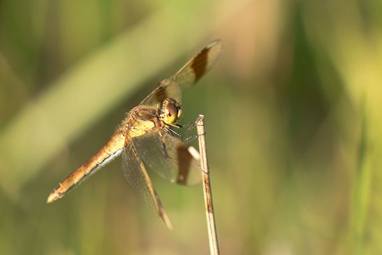 Gebänderte Heidelibelle         Sympetrum pedemontanum        ( Naturparadies Grünhaus   Brandenburg August 2024 )