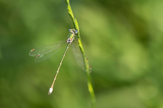 Kleine Binsenjungfer         Lestes virens       ( Naturparadies Grünhaus   Brandenburg August 2024 )