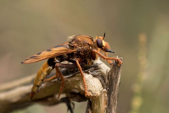 Hornissen-Raubfliege          Asilus crabroniformis         ( Brandenburg August 2024 )