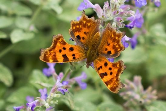 C-Falter         Polygonia c-album         ( Brandenburg August 2024 )