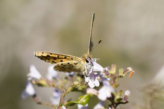 Lilagold - Feuerfalter        weiblich           Lycaena hippothoe        ( Brandenburg August 2024 )