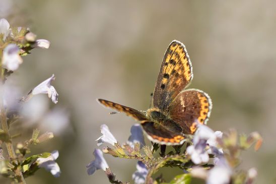 Lilagold - Feuerfalter        weiblich           Lycaena hippothoe        ( Brandenburg August 2024 )