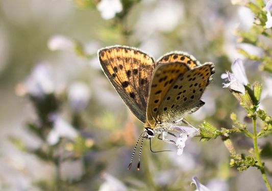 Lilagold - Feuerfalter        weiblich           Lycaena hippothoe        ( Brandenburg August 2024 )