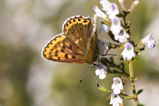 Lilagold - Feuerfalter        weiblich           Lycaena hippothoe        ( Brandenburg August 2024 )